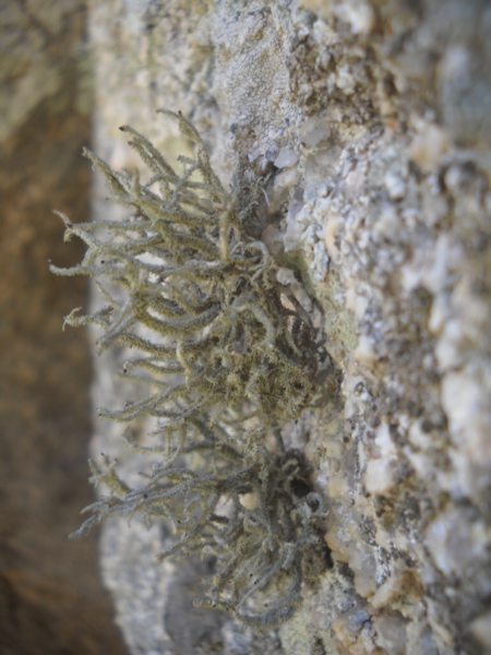 ...Lethariella intricata?